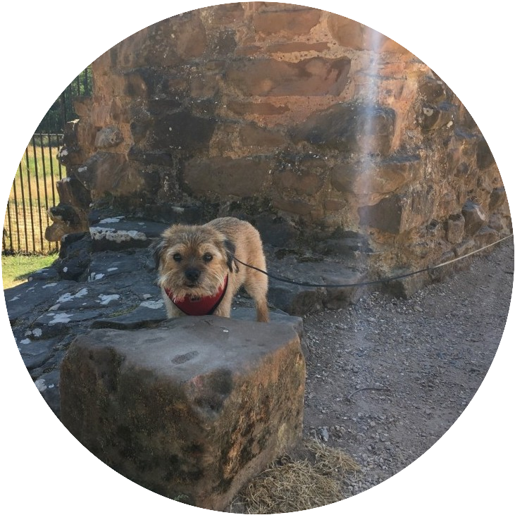 Indy Admiring The Ruins Of Kenilworth Castel In Warwickshire - Dog Catches Something (731x731), Png Download