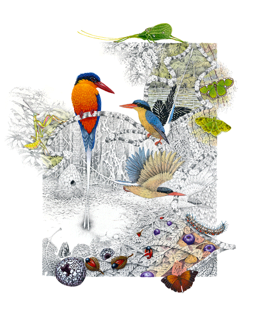 Image Of Paradise Kingfisher - King Penguin (650x650), Png Download