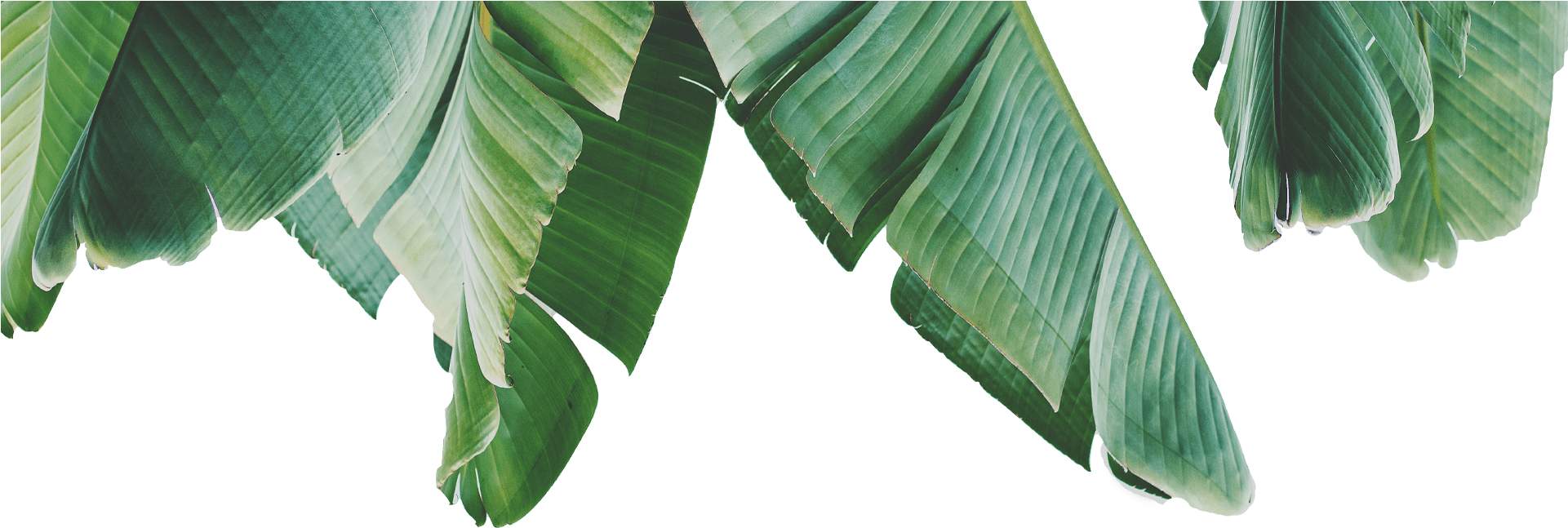 Tree (1920x1500), Png Download
