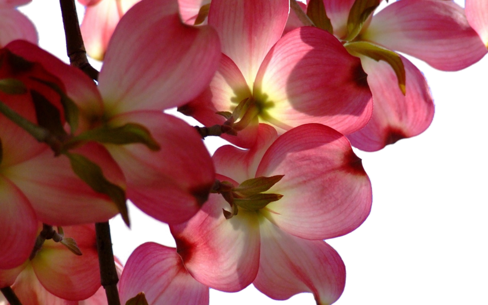 Share This Image - Wallpaper (960x600), Png Download