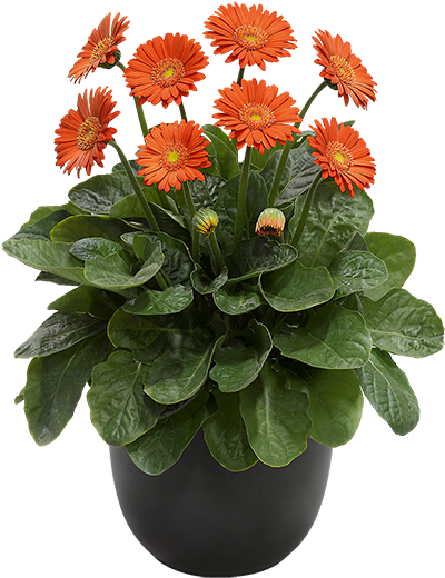 Download Florist Holland - Barberton Daisy PNG Image with No Background ...