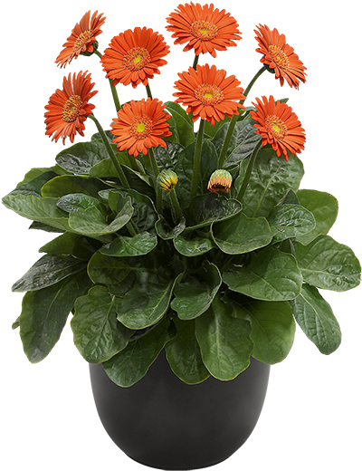 Florist Holland - Barberton Daisy (600x600), Png Download