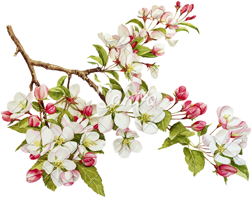 Botanical Watercolor With Spring In Photos By - Apple Tree Blossom Illustration (800x637), Png Download