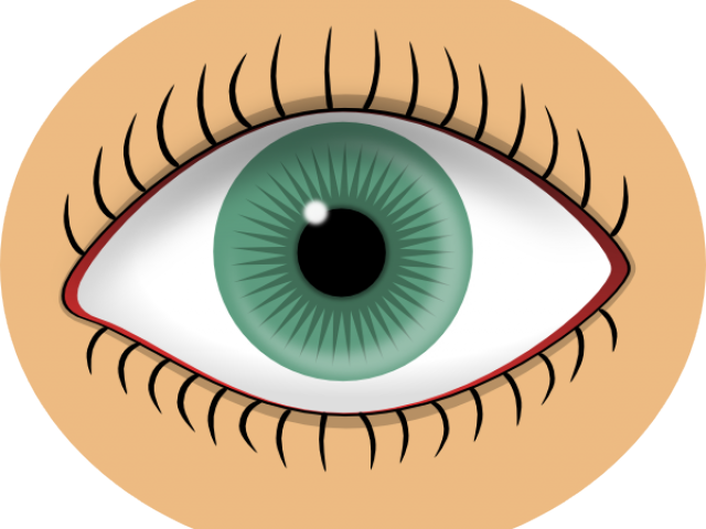 Sense Organs Eye Clipart (640x480), Png Download