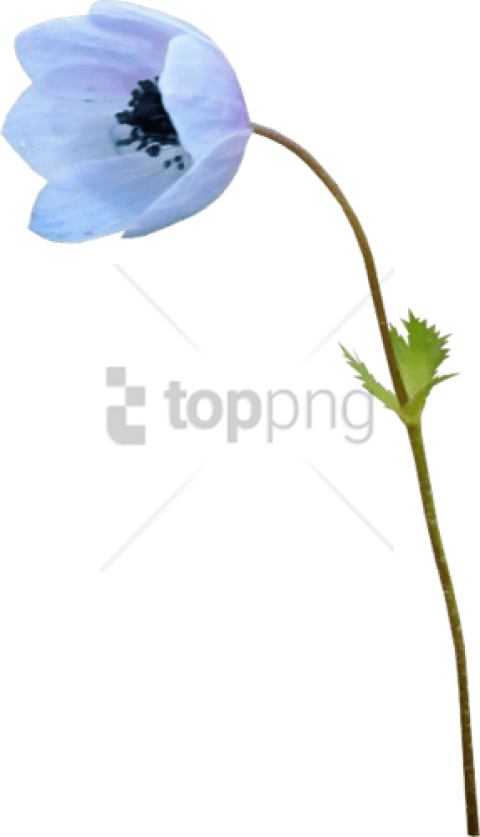 Free Png Baby Blue Eyes Png Image With Transparent - Baby Blue Eyes (480x837), Png Download