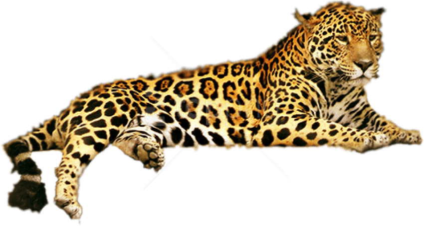Free Png Jaguar Png Png Images Transparent - Jaguar Animal (850x455), Png Download