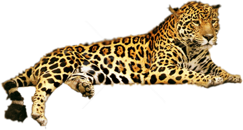 Download Free Png Jaguar Png Png Images Transparent - Jaguar Animal PNG Image with No Background Download Free Png Jaguar Png Png Images Transparent - Jaguar Animal PNG Image with No Background
