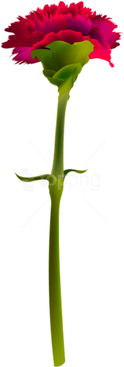 Free Png Download Red Carnation Png Images Background - Transparent Background Red Carnation Png (480x1298), Png Download