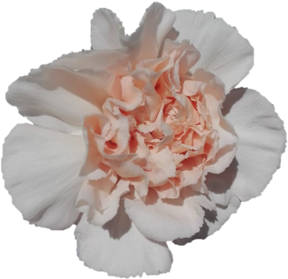 Lizzy - Carnation - Carnation (591x581), Png Download