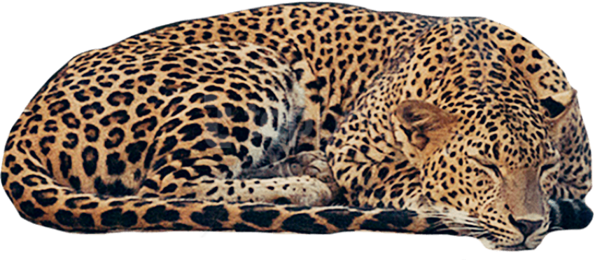 Free Png Download Jaguar Free Png Png Images Background - African Leopard (850x371), Png Download