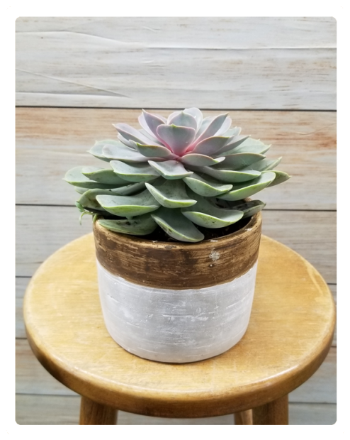 Succulent Plant Var - Flowerpot (524x640), Png Download