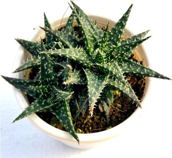Aloe Minnie Belle Succulent Plant - Aloe Minnie Belle (600x770), Png Download