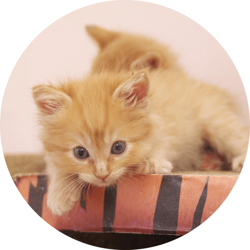 The Kitten Nursery - Kitten (800x800), Png Download