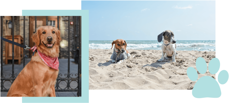 Dogs Of Mke Milwaukee Pet Photography Jen Ohara - Beagle (1000x447), Png Download