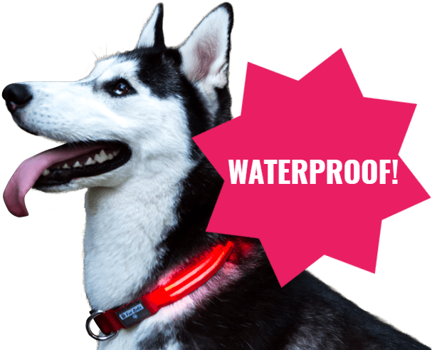 Dog Yawns (750x500), Png Download