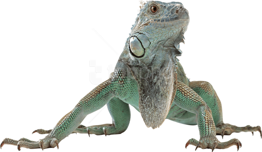 Free Png Download Lizard Free Desktop Png Images Background - Lizard Png (850x493), Png Download