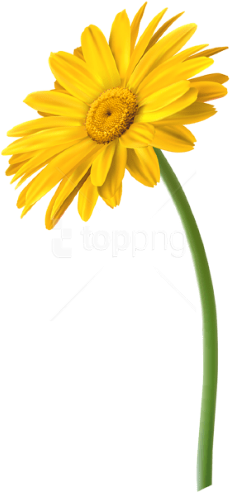 Free Png Download Yellow Gerbera Flower Png Images - Marguerite Daisy (480x990), Png Download