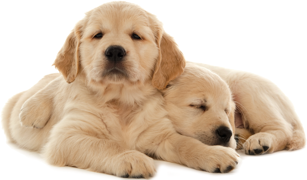 Pair Of Pups - Fa Képkeret (1000x592), Png Download
