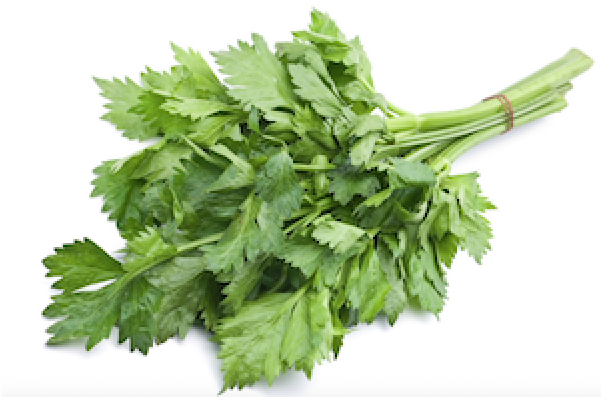 Celery - Daun Celery (600x600), Png Download