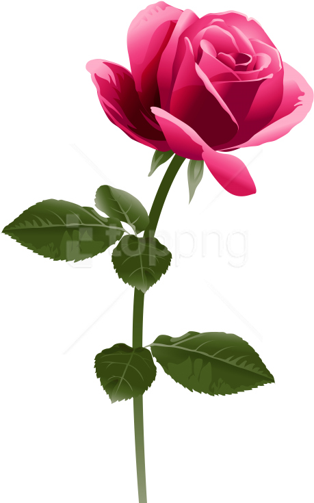 Free Png Download Pink Rose Image Clipart Png Photo - Pink Rose Png Clipart (480x741), Png Download