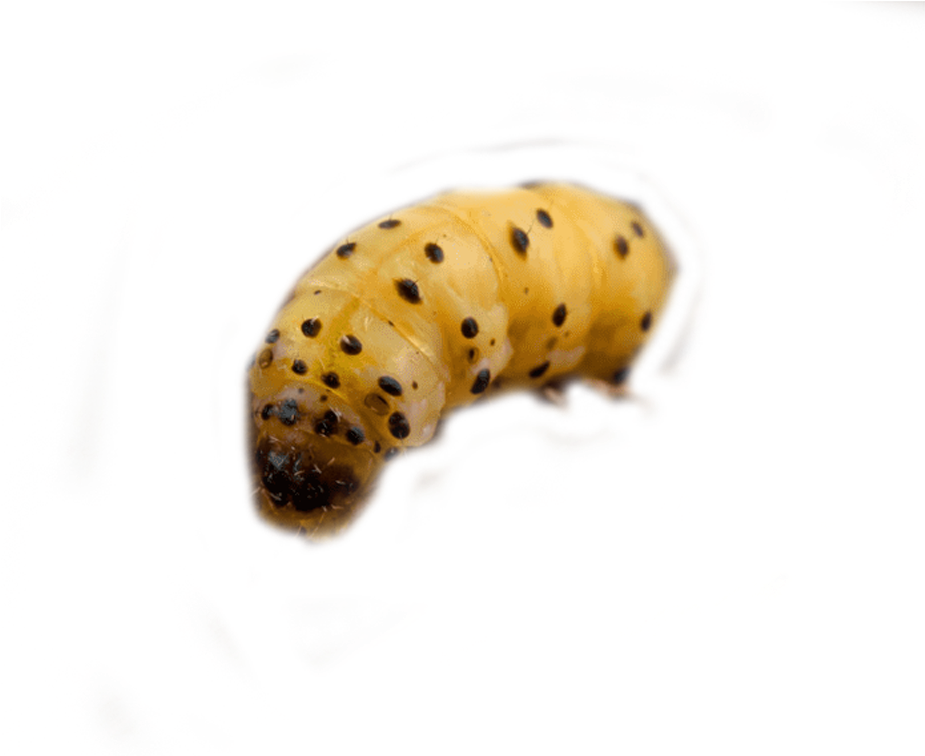Woodworm Control And Woodworm Treatment By Swat Pest - Caterpillar (924x900), Png Download