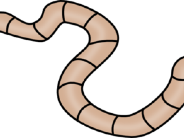 Worm Clipart Outline - Worm Clipart Transparent Background (640x480), Png Download
