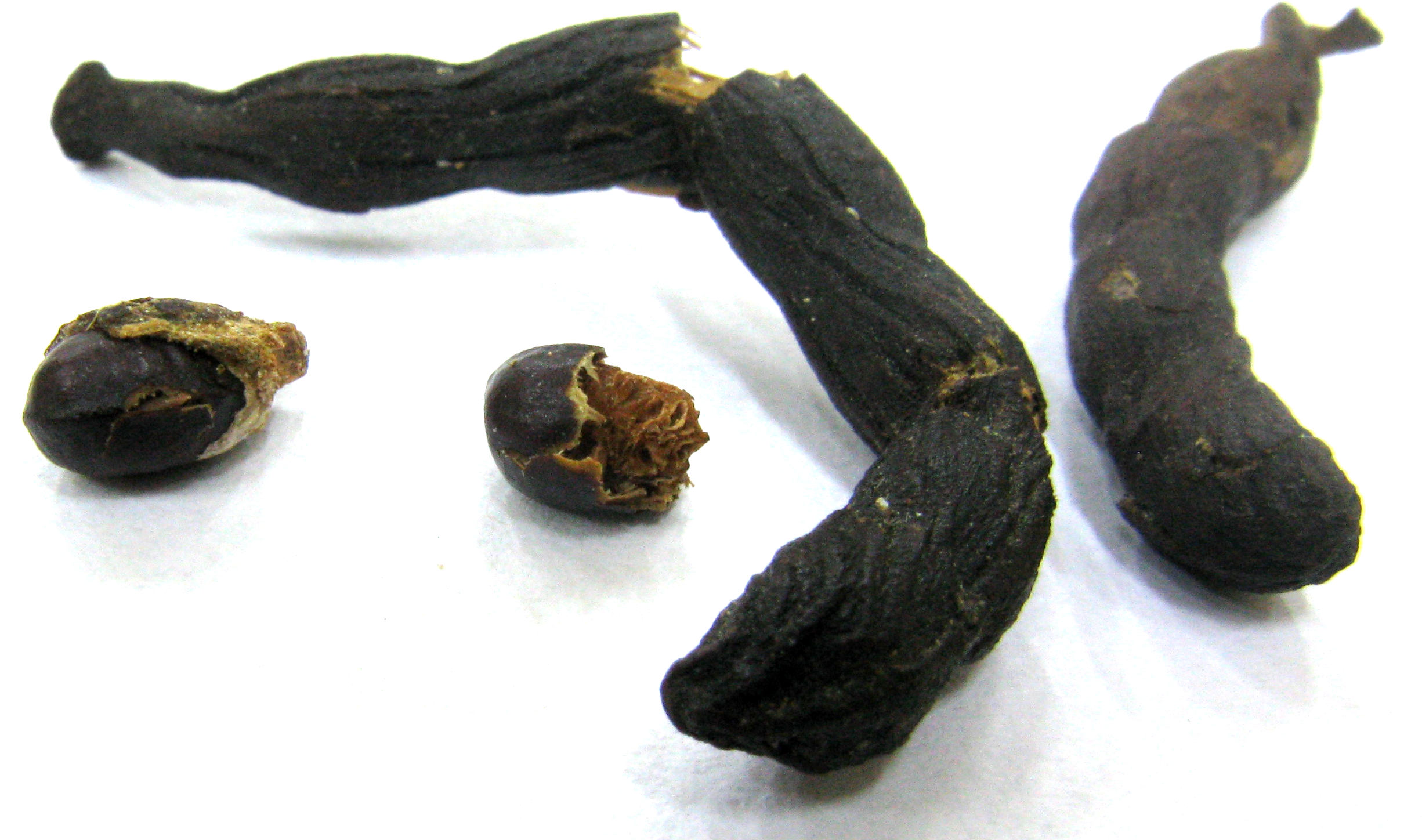 Xylopia Africana Seed Pods - Seed Pod Png (2621x1546), Png Download