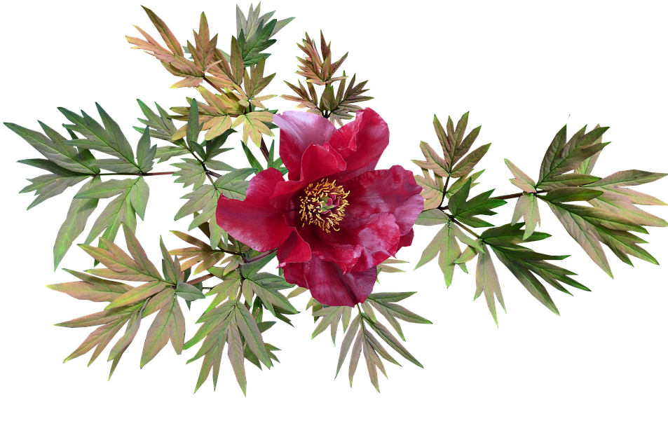 Peony, Red, Flower, Leaves - Pixabay Piwonia Png (960x610), Png Download