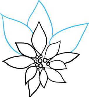 How To Draw Poinsettia - Line Art (680x678), Png Download