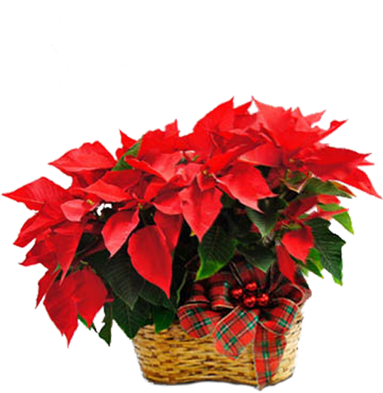 Double Poinsettia - Poinsettia (600x600), Png Download