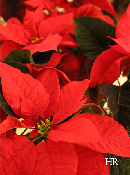 Poinsettias - Poinsettia (600x600), Png Download