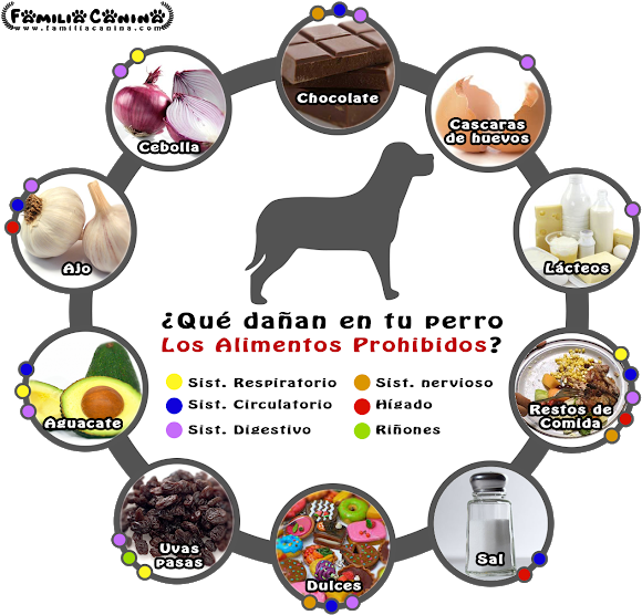 El Calambombo Hueso Grande De Res Es Recomendado Para - Rottweiler (640x574), Png Download