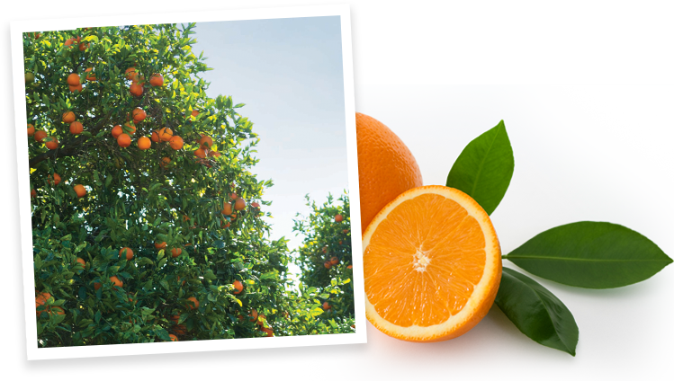Simply Beverages Orange Grove - Rangpur (749x424), Png Download