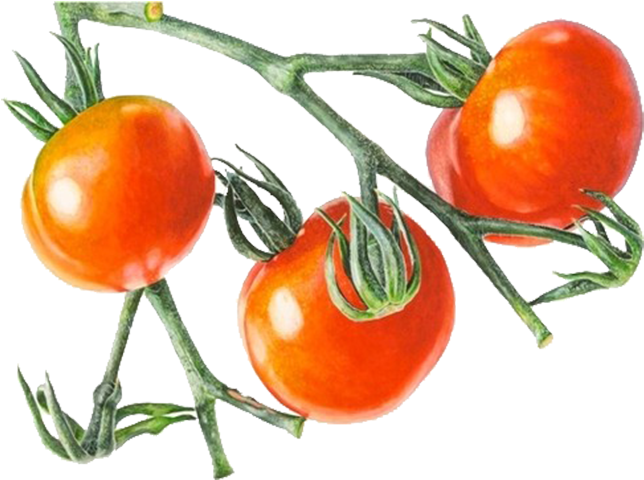 675 X 500 8 - Tomato On Vine Png (675x500), Png Download