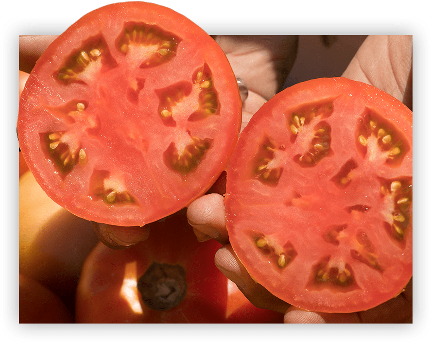 The Singh Family And Their Team Place Over A Million - Plum Tomato (940x740), Png Download