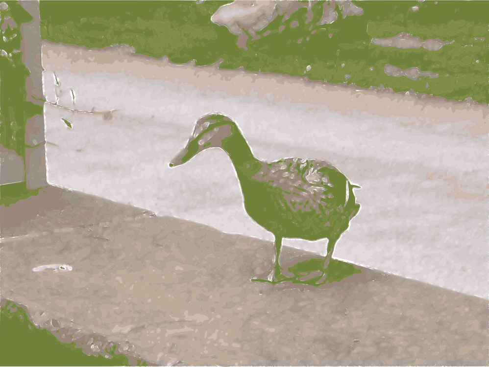 Duck Goose Mallard Cygnini Water Bird - Duck (998x750), Png Download