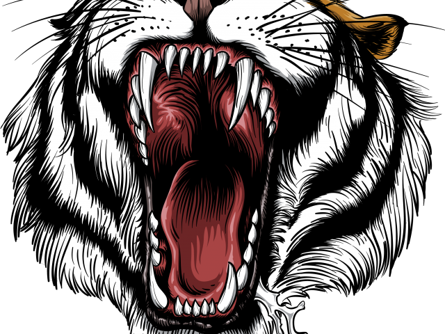 Drawn Tiiger Open Mouth - Roaring Tiger (640x480), Png Download