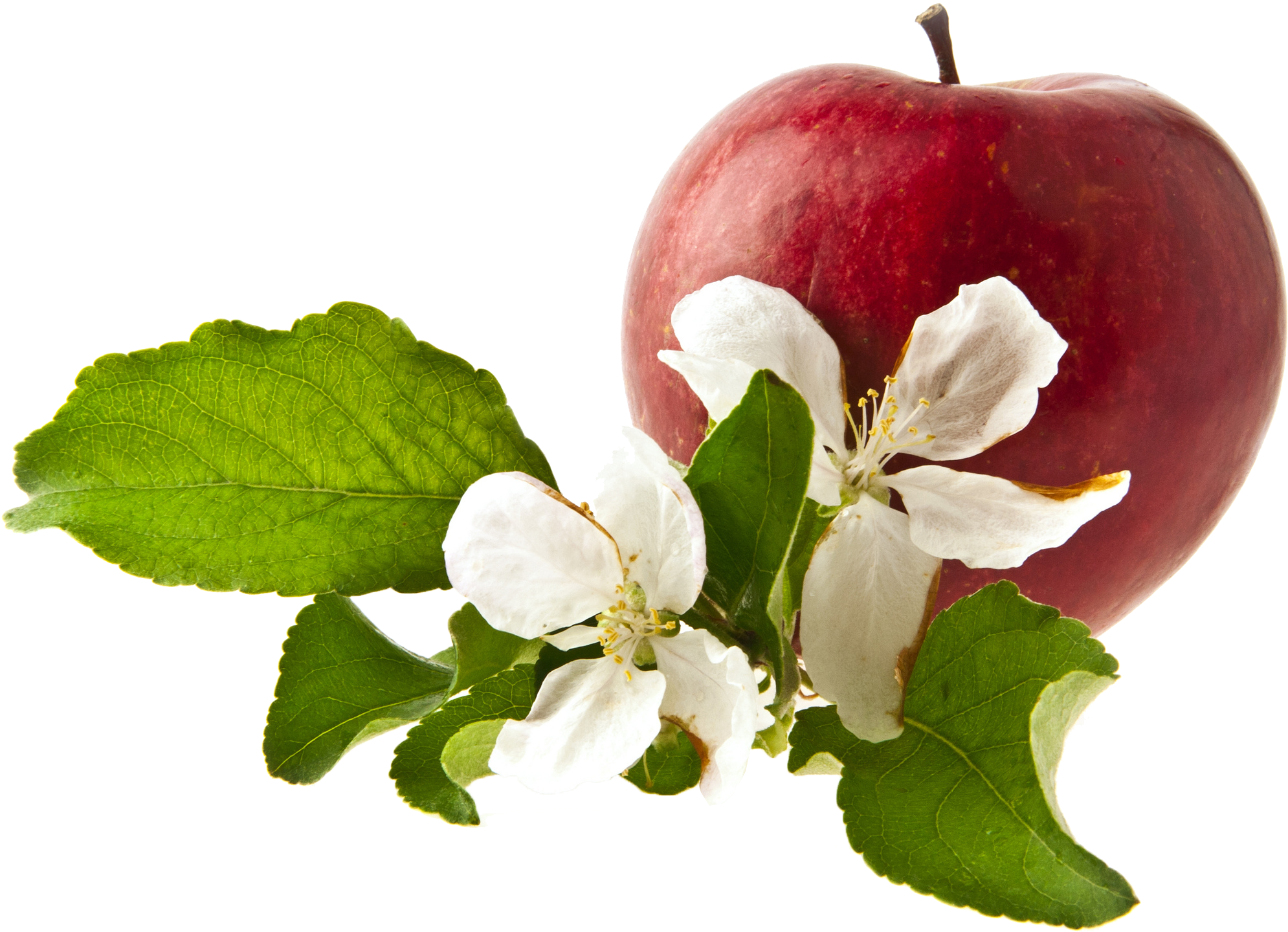 Apple Png Free Commercial Use Images - شکوفه سیب سرخ (2443x2048), Png Download