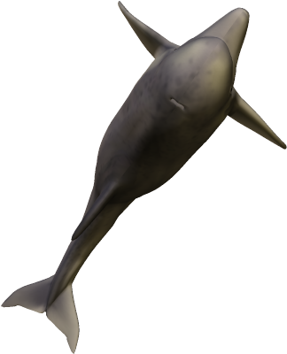 49k Dolphin06 Kpl - Wholphin (558x583), Png Download