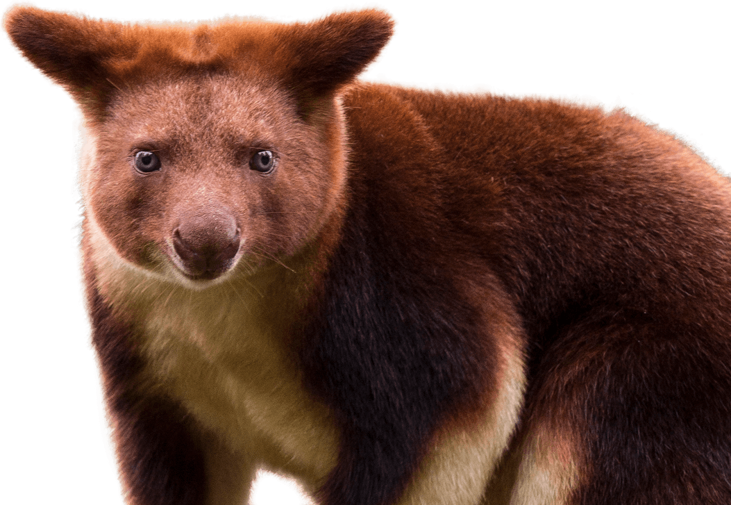 Goodfellow's Tree Kangaroo - Kangaroo That Looks Like A Bear (1053x727), Png Download