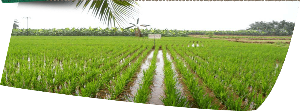 Paddy Field (1002x373), Png Download