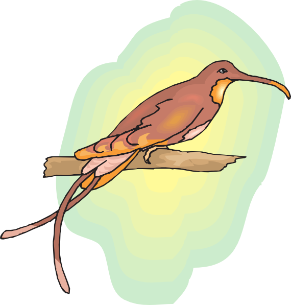 How To Set Use Brown Hummingbird Perched Svg Vector (570x597), Png Download