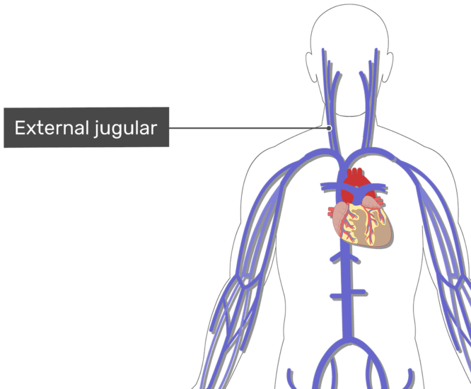 Labelled Image Of The External Jugular Vein With The - Subclavian Ven (666x550), Png Download