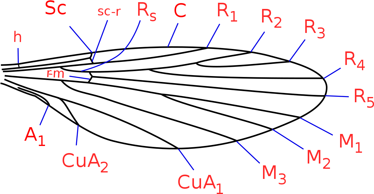 Phlebotominae Wing Veins - Dieta Nematocera Wing Venation (1280x741), Png Download