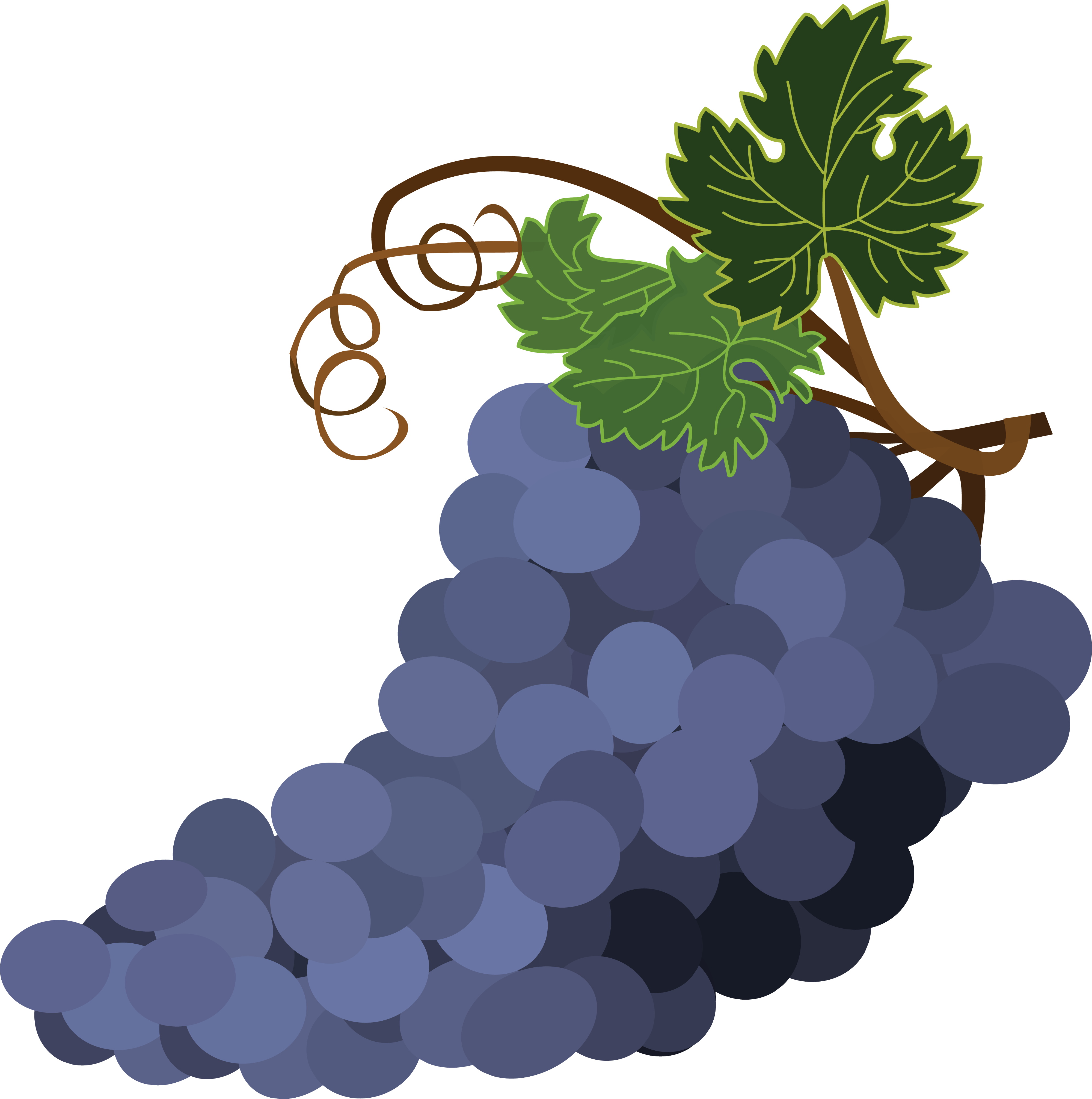 Free Clipart Of Grapes - Grape Vine (4000x4025), Png Download