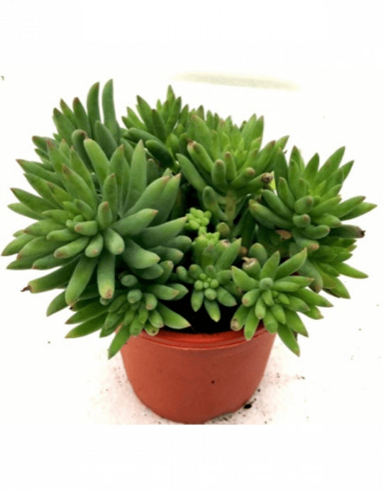 Flowerpot (540x693), Png Download