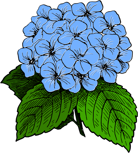 Hydrangea Clipart Plant Png - Hydrangea Clip Art (575x640), Png Download