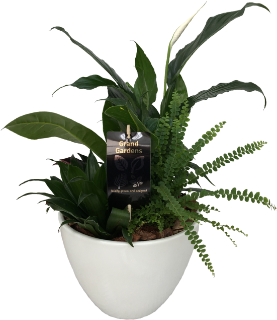 The Peace Lily Planter - Flowerpot (600x674), Png Download