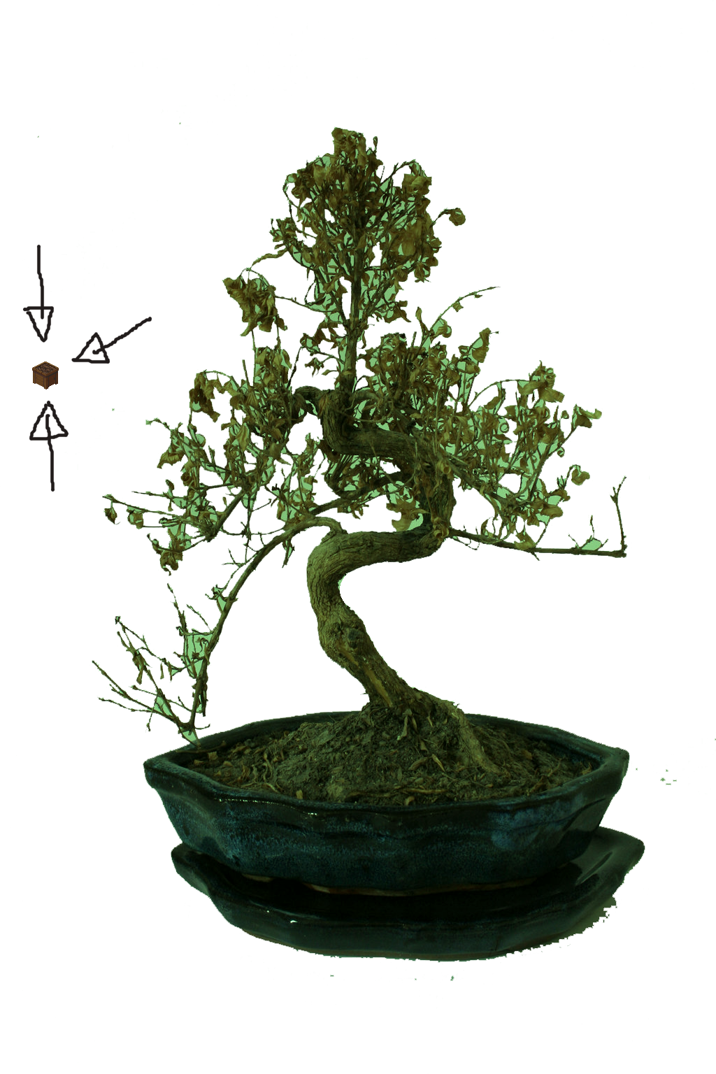 2q010mr - Sageretia Theezans (1024x1536), Png Download