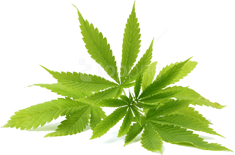 Free Png Download Cannabis Clipart Png Photo Png Images (850x566), Png Download